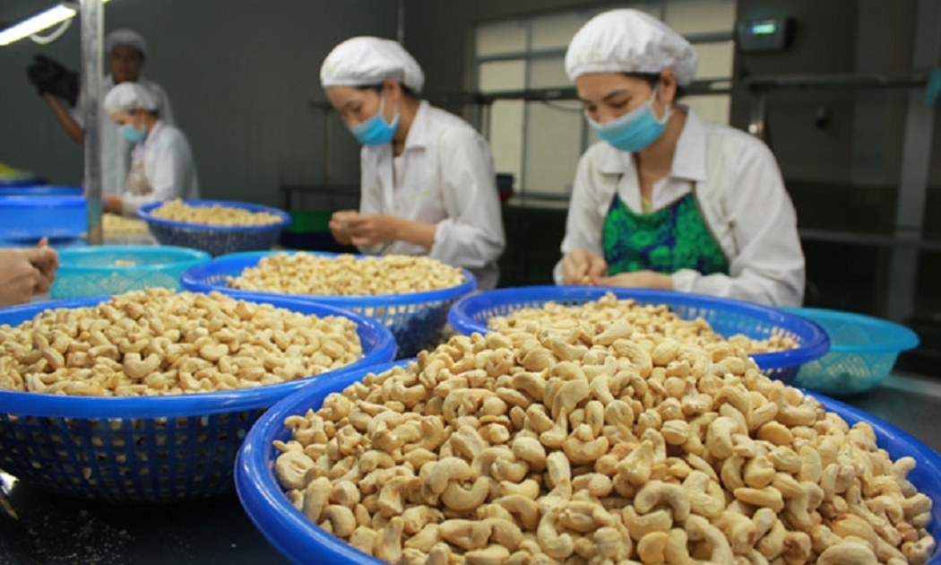 Ngành điều đang đứng trước những thách thức về tiêu chuẩn kỹ thuật mới của thị trường Trung Quốc, châu Âu, Mỹ.