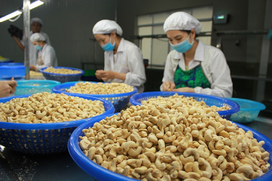 Ngành điều đang đứng trước những thách thức về tiêu chuẩn kỹ thuật mới của thị trường Trung Quốc, châu Âu, Mỹ.