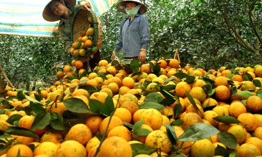Người nông dân được hướng dẫn cách thức đăng bán sản phẩm trên sàn thương mại điện tử.