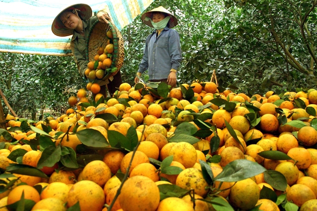 Người nông dân được hướng dẫn cách thức đăng bán sản phẩm trên sàn thương mại điện tử.