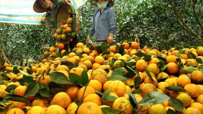 E-commerce conference set for Mekong Delta