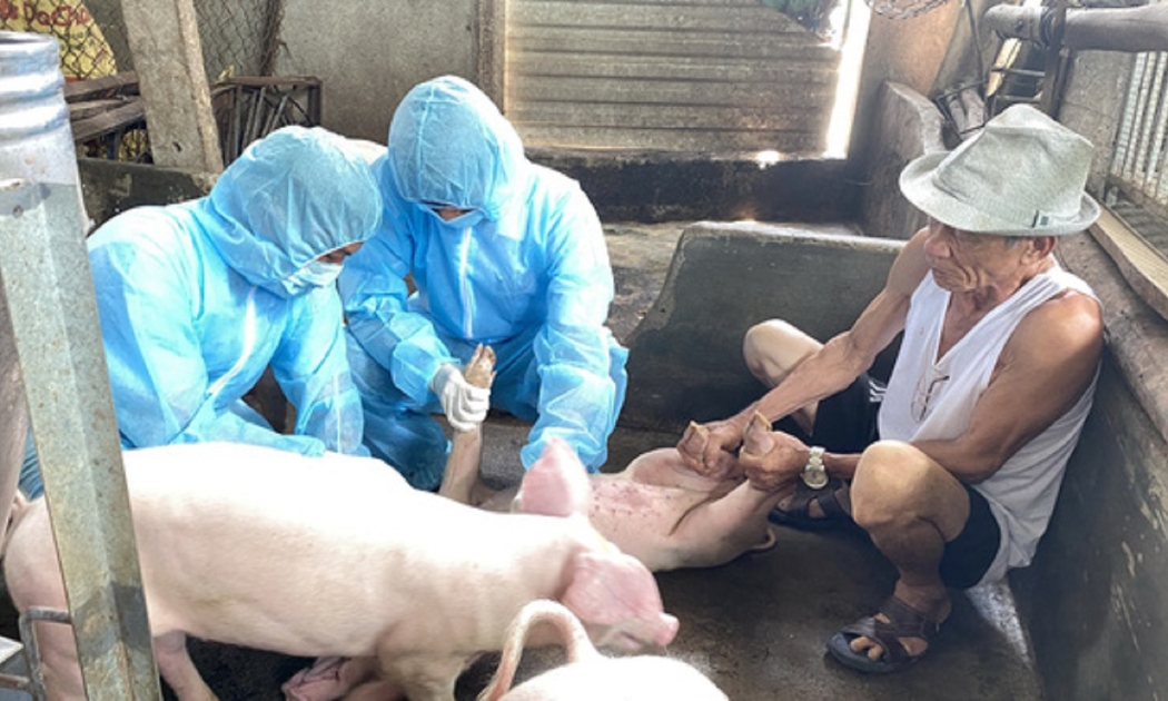 Cơ quan chức năng lấy mẫu để xác định nguyên nhân lợn bị ốm, chết.