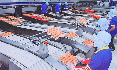 Doanh nghiệp phục hồi nhưng chỉ so với giai đoạn dịch bệnh, cần thêm hỗ trợ