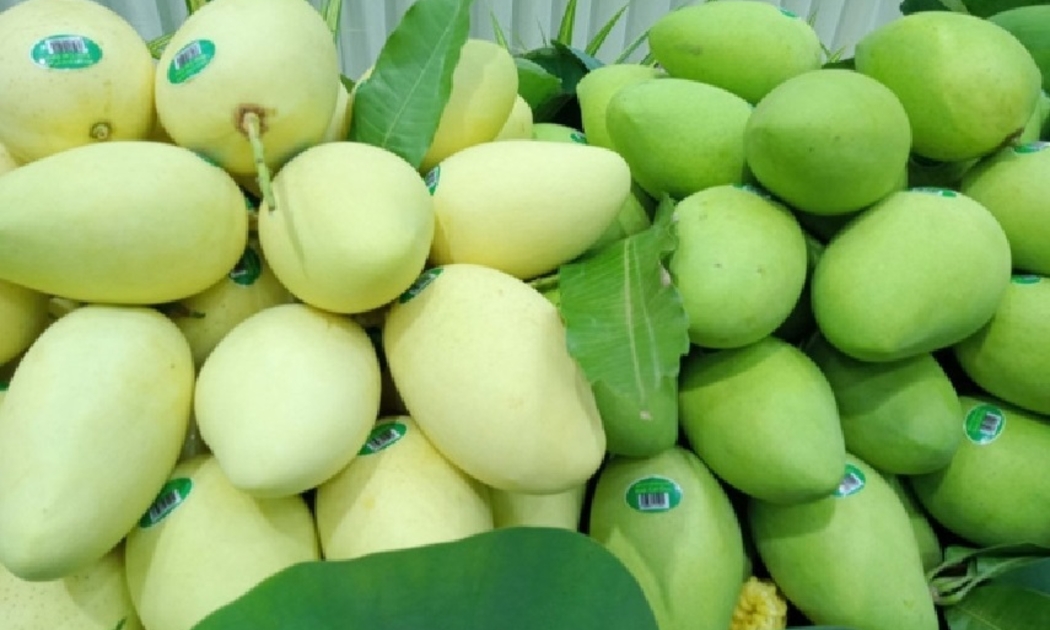Trung Quốc nhập 80% xoài từ Việt Nam.