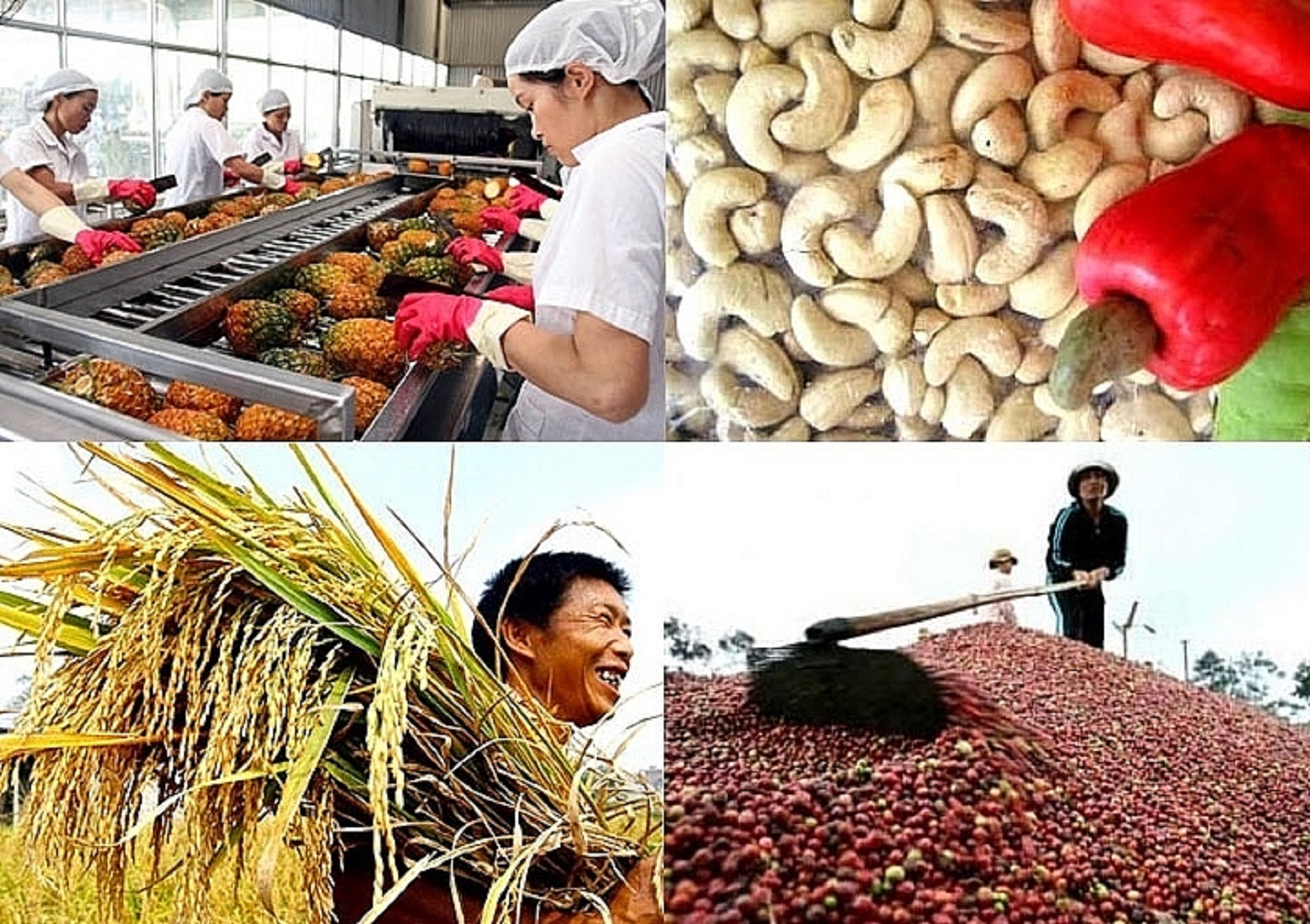 Xuất khẩu nông lâm thúy sản vẫn giữ được tăng trưởng cao