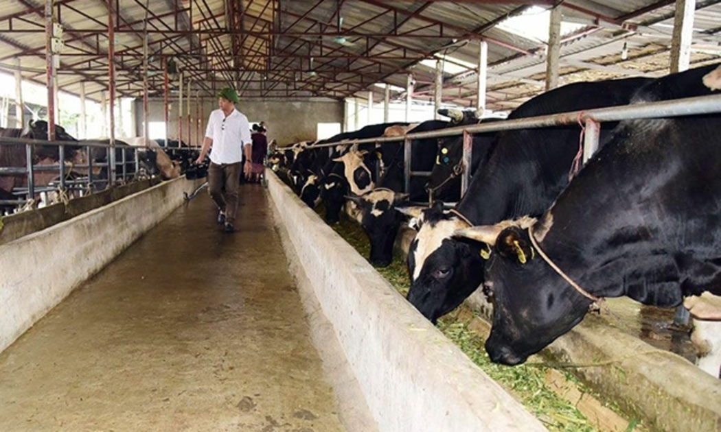 Theo đề xuất của Bộ Nông nghiệp, cơ sở chăn nuôi khi di dời sẽ được hỗ trợ