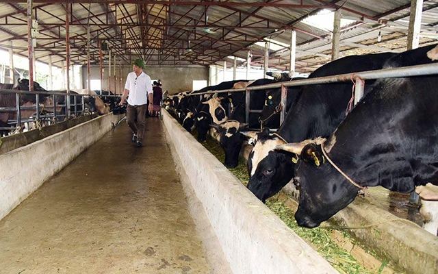 Theo đề xuất của Bộ Nông nghiệp, cơ sở chăn nuôi khi di dời sẽ được hỗ trợ 