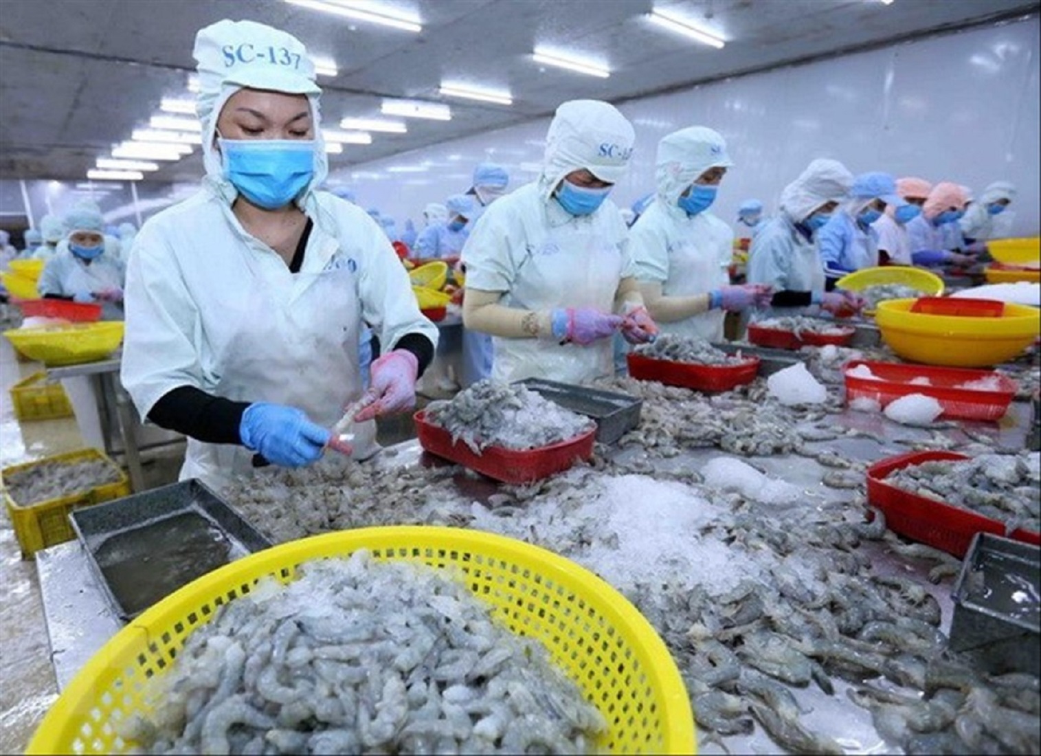 Xuất khẩu tôm đang gặp khó tại Hoa Kỳ.