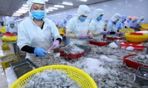Xuất khẩu tháng 8 tăng trưởng 54% nhưng ngành thủy sản vẫn không vui, vì sao?