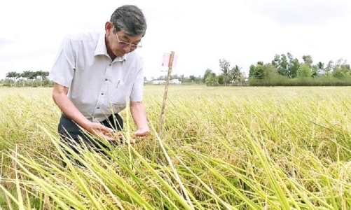 Văn phòng Nội các Nhật Bản đưa gạo ST25 Việt Nam vào thực đơn 
