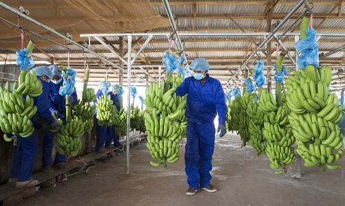 HoSE tiếp tục giữ nguyên diện cảnh báo đối với cổ phiếu HNG