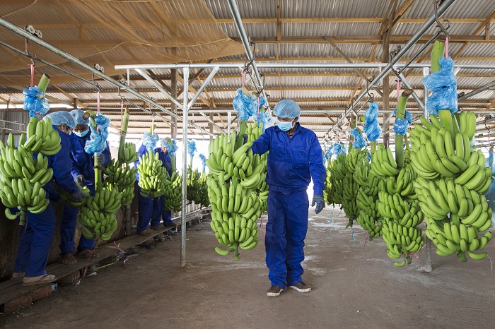 HNG đề ra các mục tiêu đầu tư và sản xuất kinh doanh cho giai đoạn 2022 - 2023 với cải tạo, nâng cấp các vườn cây ăn trái phù hợp quy hoạch.