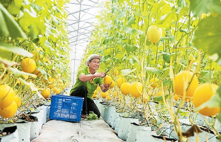 Khu vực đồng bằng sông Cửu Long có rất nhiều nông thuỷ sản tiềm năng.