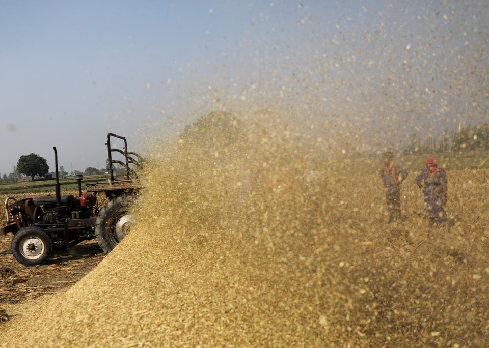 Canh tác lúa gạo trên cánh đồng ở Gharaunda, phía bắc bang Haryana, Ấn Độ - Ảnh: Reuters