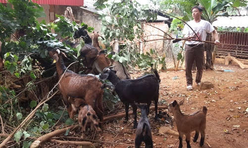 Hà Nội đồng bộ các chính sách, giải pháp hỗ trợ giảm nghèo bền vững