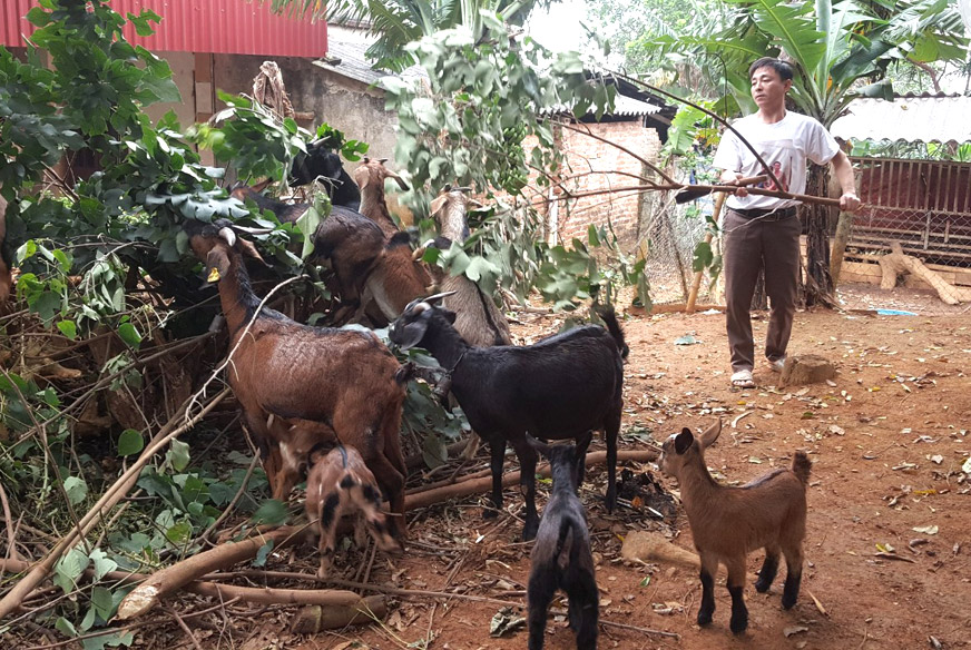 Mô hình giảm nghèo tại huyện Ba Vì. Ảnh: Ánh Dương