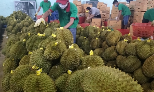 Xuất hiện tình trạng mạo danh mã số vùng trồng để xuất khẩu sầu riêng sang Trung Quốc