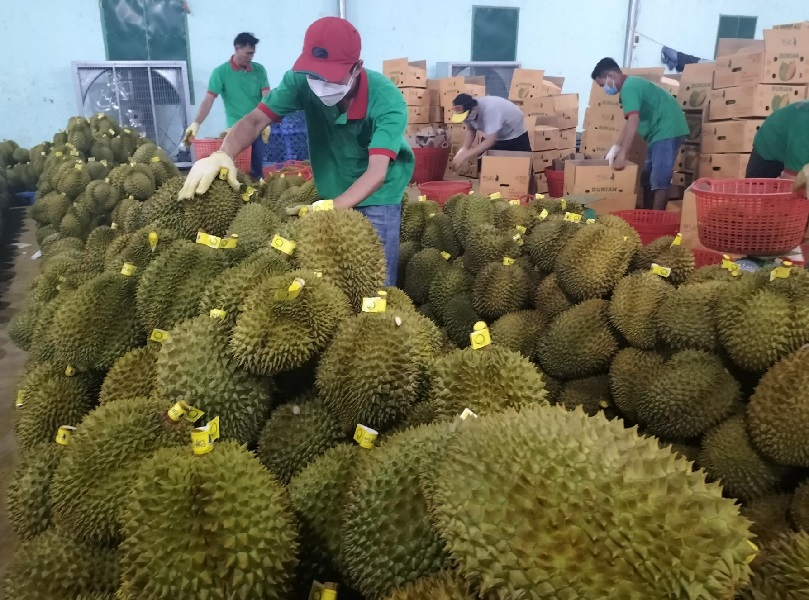 Dự kiến, ngày 19/9/2022, Việt Nam sẽ xuất khẩu lô hàng sầu riêng chính ngạch đầu tiên sang Trung Quốc.