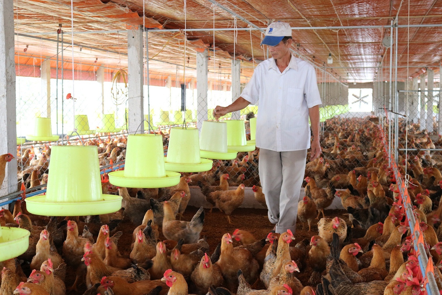 Phát triển ngành chăn nuôi vẫn đang gặp nhiều khó khăn.