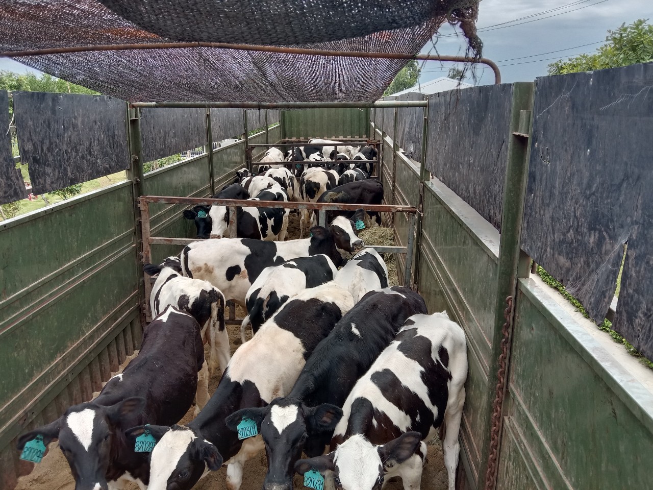 THILOGI vận chuyển b&ograve; cho Vinamilk.