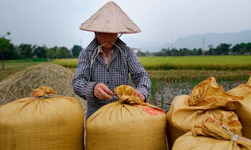 Làn sóng cấm xuất khẩu lương thực toàn cầu: Cơ hội vàng cho hạt gạo Việt Nam?