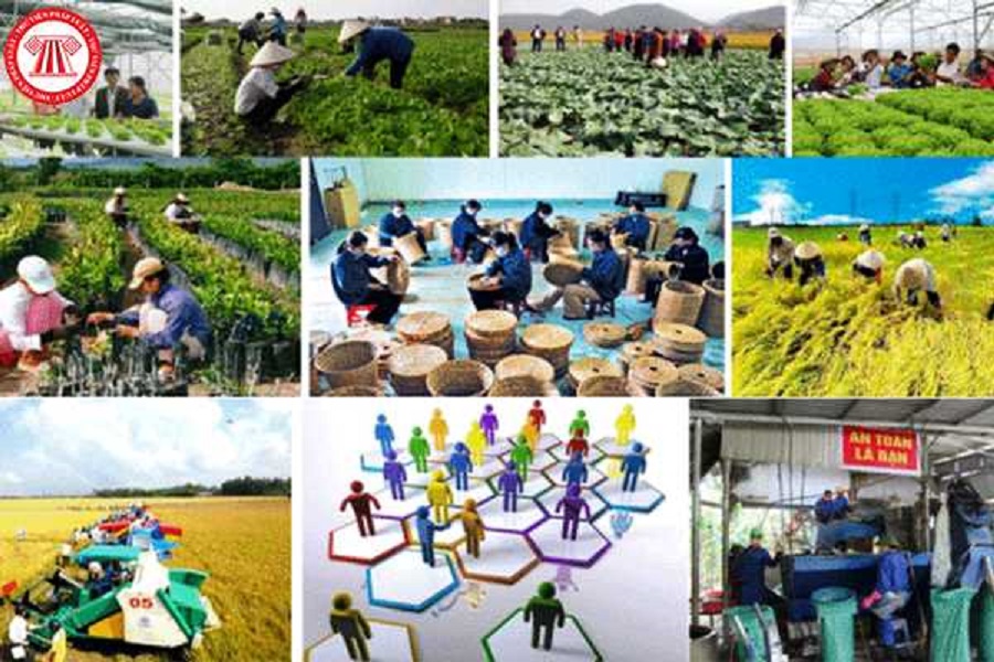 Luật Hợp tác xã hiện hành nhằm tạo hành lang pháp lý thuận lợi, thông thoáng cho phát triển của các tổ chức kinh tế hợp tác.
