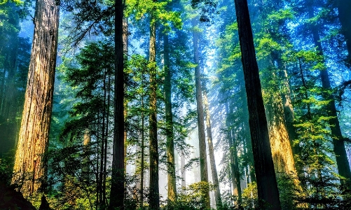 Phát triển nghề rừng bền vững là hạt nhân của tăng trưởng xanh