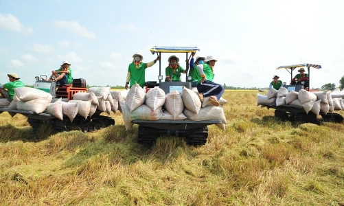 Ấn Độ cấm xuất khẩu gạo, Thủ tướng yêu cầu thực hiện các giải pháp phù hợp bảo đảm lợi ích của người nông dân