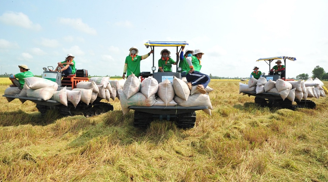Ổn định thị trường giá cả lúa gạo và lợi ích người nông dân.