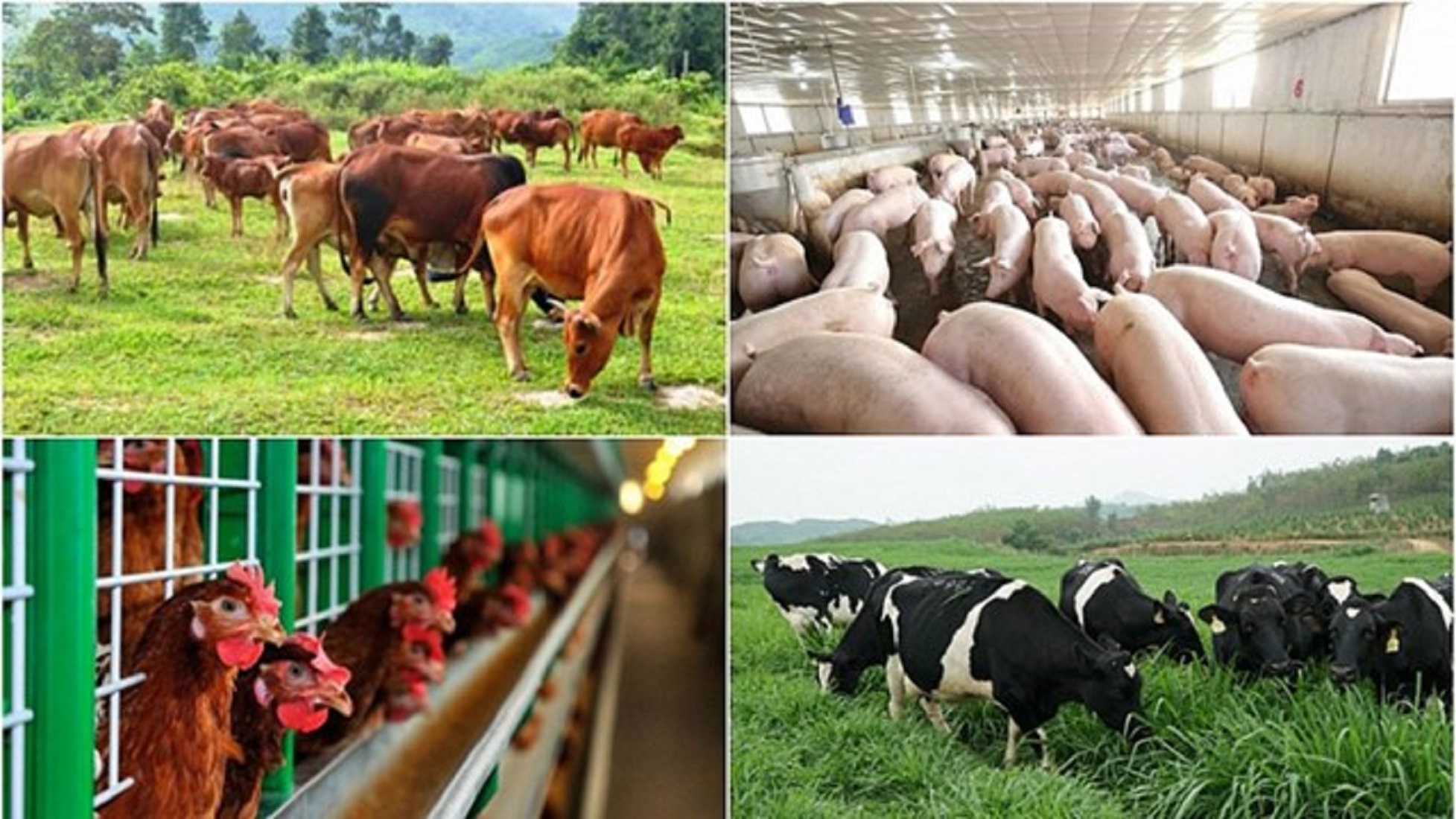 Hướng đi mới cho ngành chăn nuôi bò sữa Việt Nam