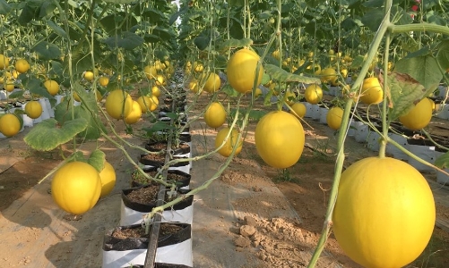 Thanh Hóa nỗ lực thu hút đầu tư vào lĩnh vực nông nghiệp công nghệ cao