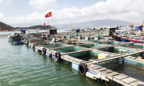 Phát triển bền vững ngành thủy sản: Giảm đánh bắt, tăng nuôi trồng