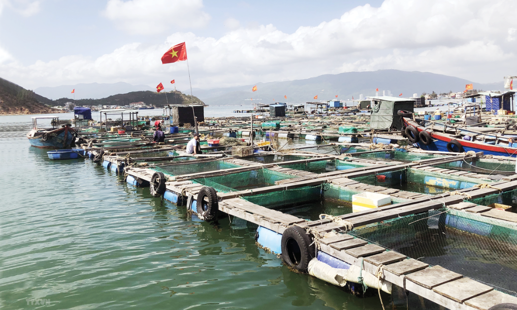Một số doanh nghiệp cũng đã đầu tư vào các trại nuôi biển theo phương thức công nghiệp