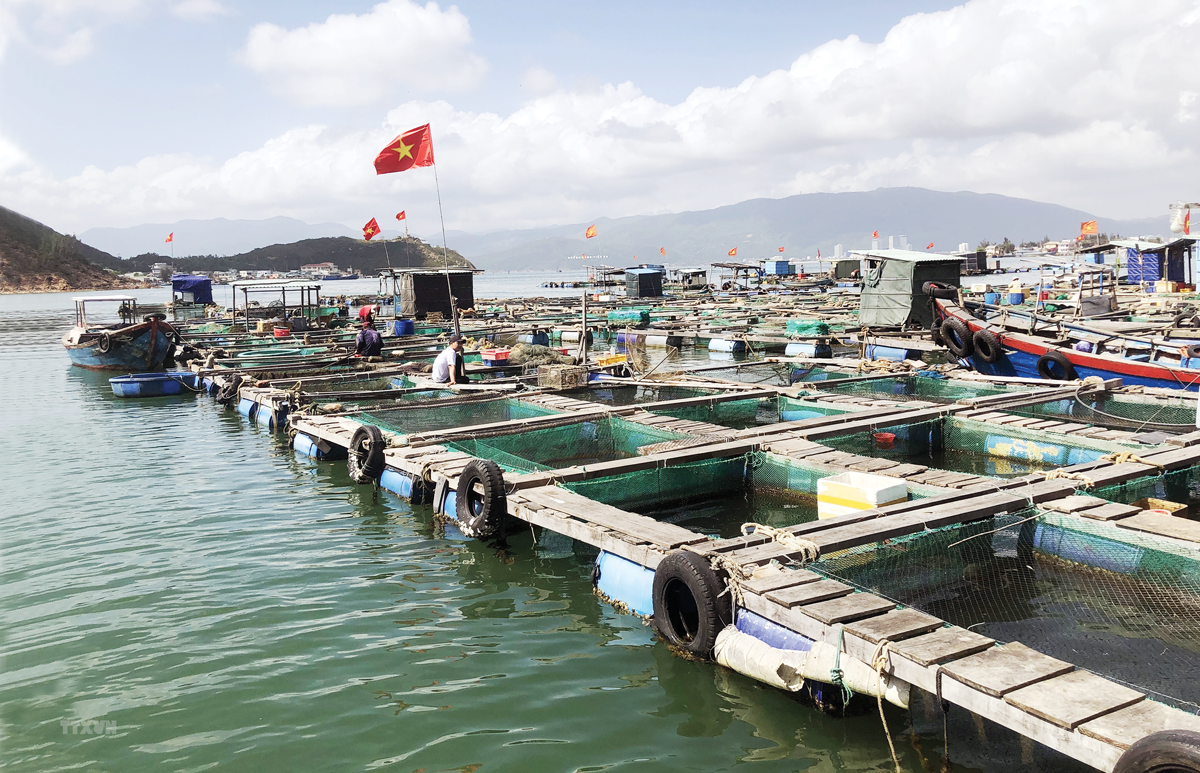 Một số doanh nghiệp cũng đã đầu tư vào các trại nuôi biển theo phương thức công nghiệp