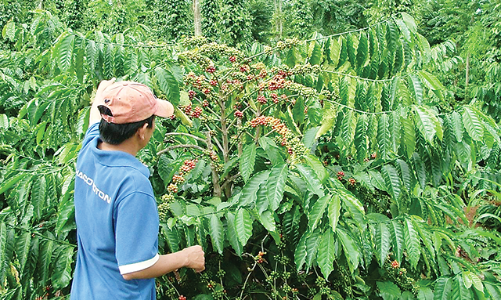 Xuất khẩu cà phê hướng mốc kỷ lục 4 tỷ USD