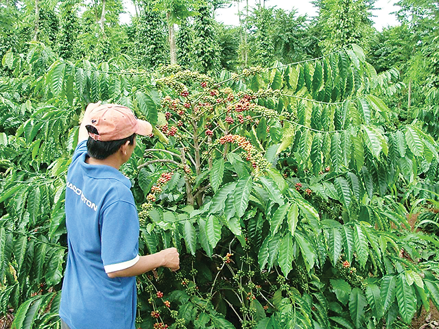Cà phê xuất khẩu đang được giá
