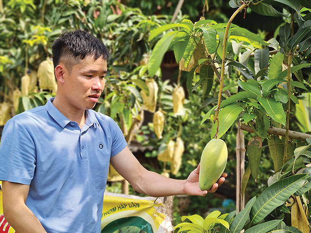 Xoài tròn Yên Châu đã được chú trọng phát triển thương hiệu
