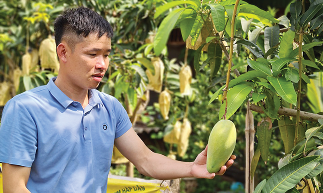 Xoài tròn Yên Châu đã được chú trọng phát triển thương hiệu