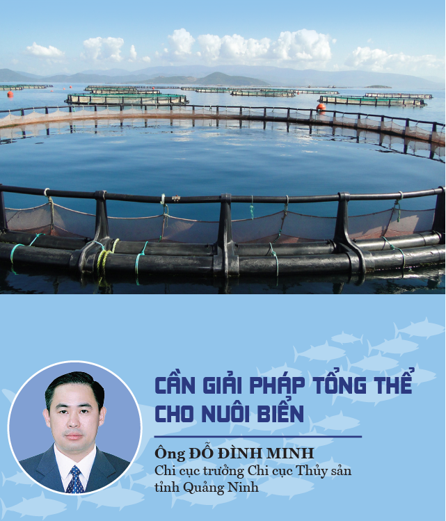 Cập nhật hơn 76 về mô hình nuôi thủy sản bền vững mới nhất  Tin học Đông  Hòa