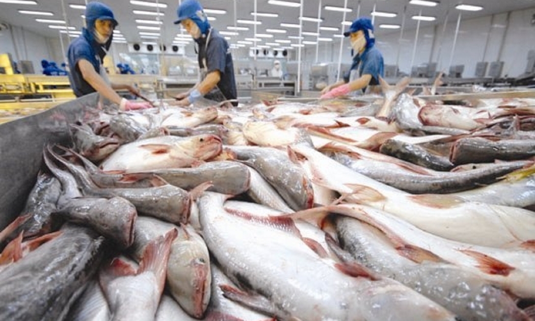8 tháng năm 2022, xuất khẩu cá tra sang thị trường Hoa Kỳ tăng 87% so với 8 tháng của năm 2021.