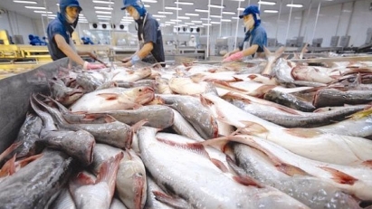 Pangasius exports up sharply