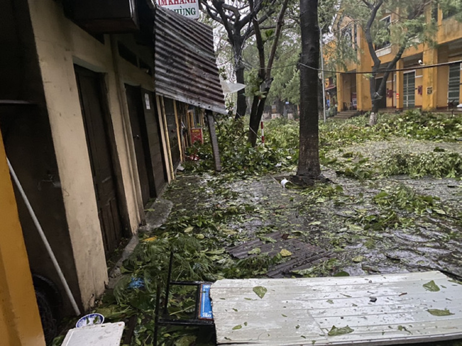 Bão số 4 khiến cây bị gãy đổ, lá rụng đầy mặt đất