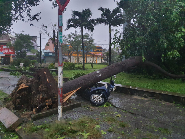 C&acirc;y đổ đ&egrave; xe m&aacute;y ở Hội An