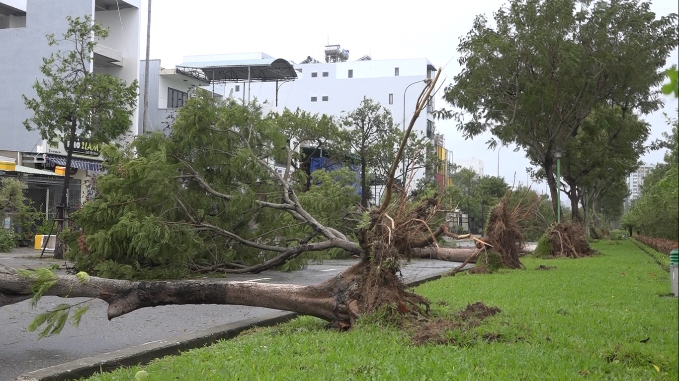 Bão số 4 làm cây xanh ngã đổ trên đường phố Đà Nẵng