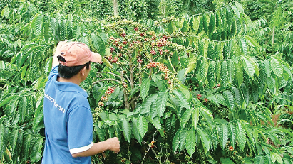 2022 coffee exports may hit record