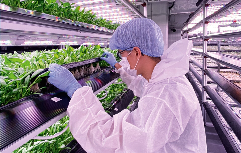 Trồng c&acirc;y trong nh&agrave; c&oacute; nhiều lợi &iacute;ch, ảnh: Internet&nbsp; &nbsp;