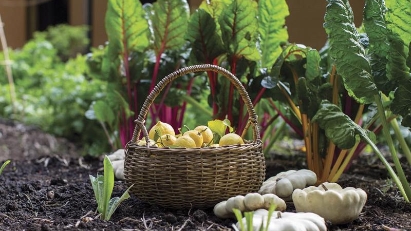 Organic agriculture exports hit $335mln a year