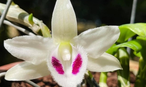 Thủ thuật khiến nhiều người bị lừa mua lan đột biến “fake”