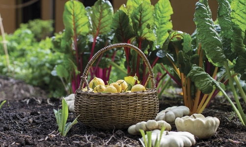 Xuất khẩu nông sản hữu cơ của Việt Nam đạt trên 300 triệu USD/năm, còn nhiều dư địa tăng trưởng