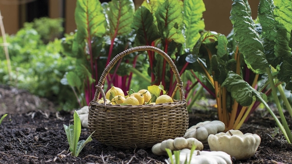 Xuất khẩu nông sản hữu cơ của Việt Nam đạt trên 300 triệu USD/năm, còn nhiều dư địa tăng trưởng